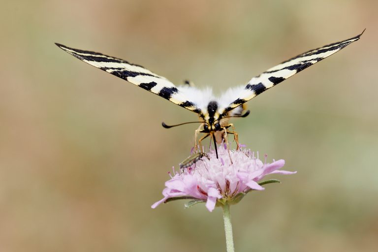 Iphiclides podalirius - Podalirio