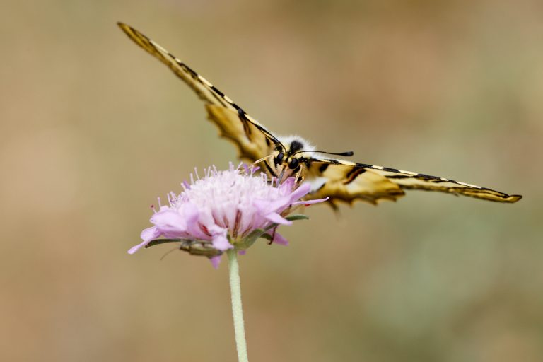 Iphiclides podalirius - Podalirio