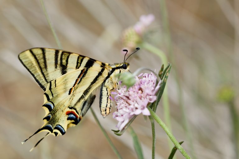 Iphiclides podalirius - Podalirio