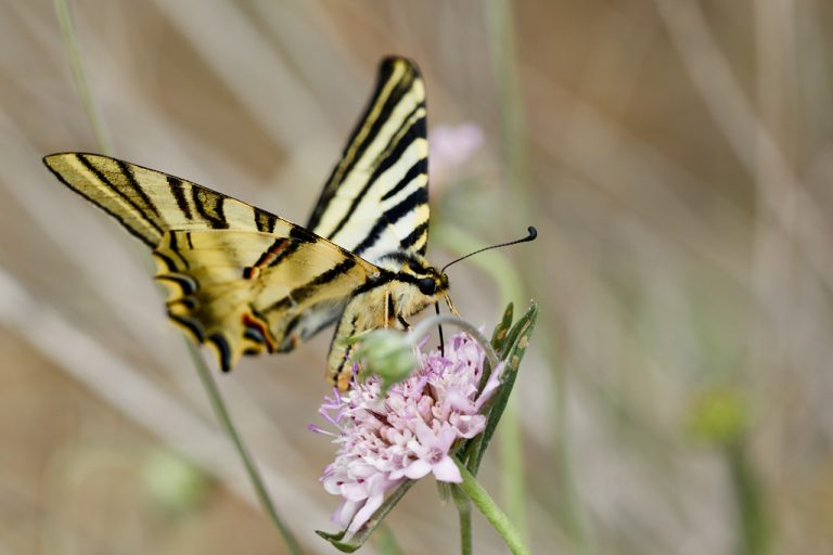 Iphiclides podalirius - Podalirio