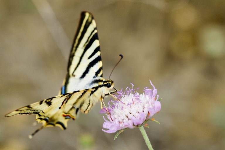 Iphiclides podalirius - Podalirio