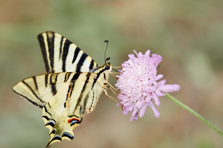 Iphiclides podalirius - Podalirio