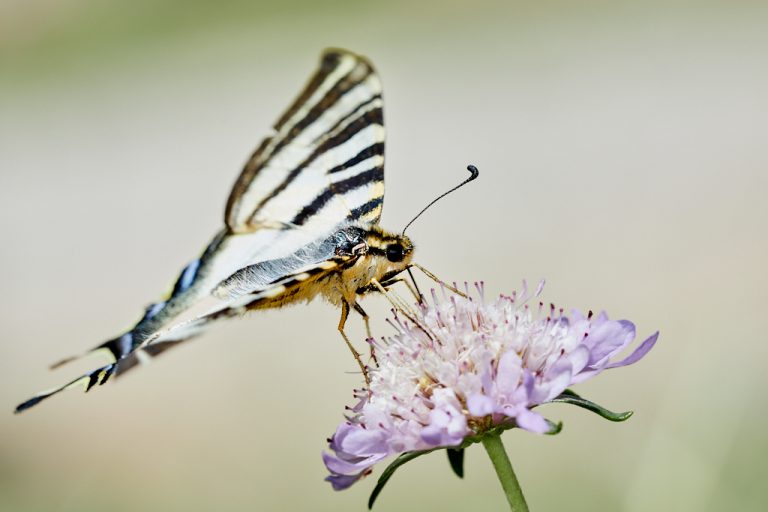 Iphiclides podalirius - Podalirio