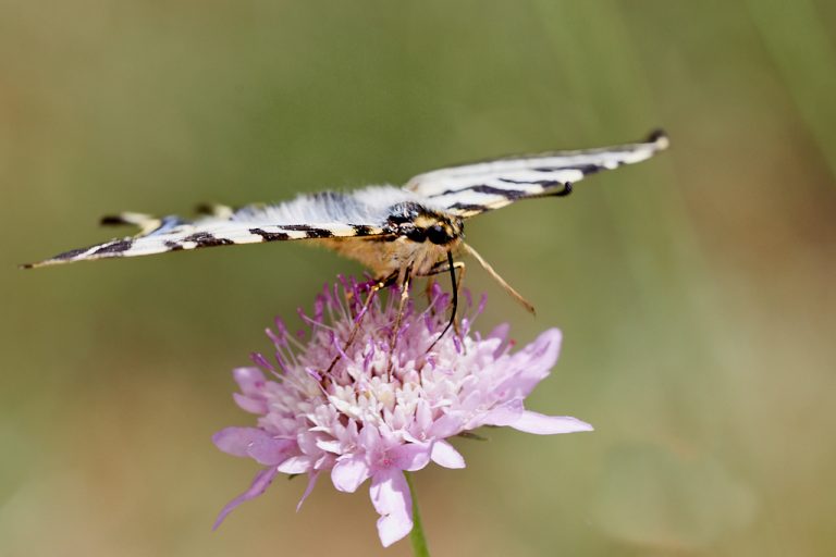 Iphiclides podalirius - Podalirio