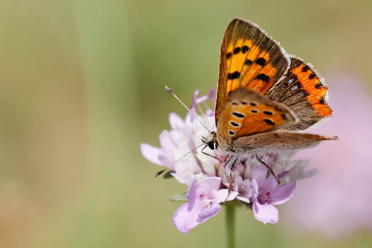 Lycaena phlaeas - Manto bicolor