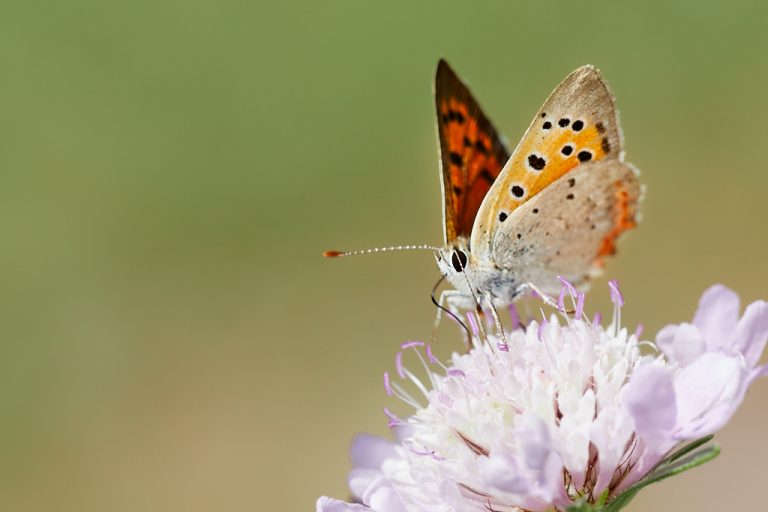 Lycaena phlaeas - Manto bicolor