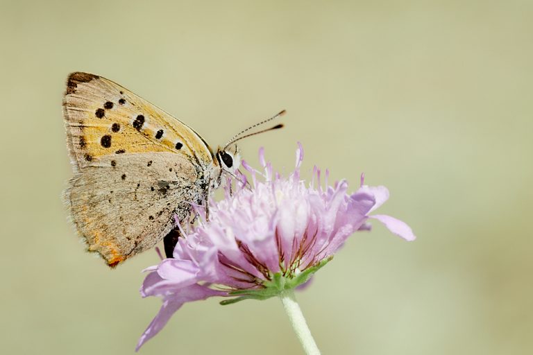 Lycaena phlaeas - Manto bicolor