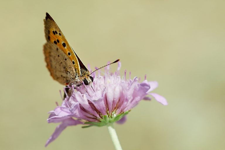 Lycaena phlaeas - Manto bicolor