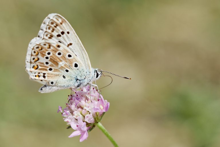 Lysandra hispana - Mariposa azul de Provenza