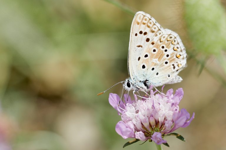 Lysandra hispana - Mariposa azul de Provenza