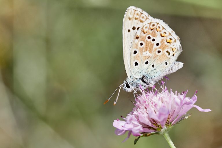 Lysandra hispana - Mariposa azul de Provenza