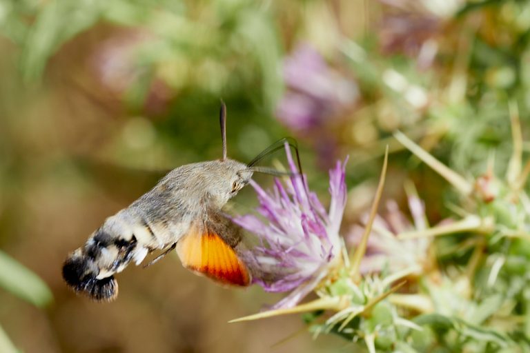 Macroglossum stellatarum - Esfinge colibrí