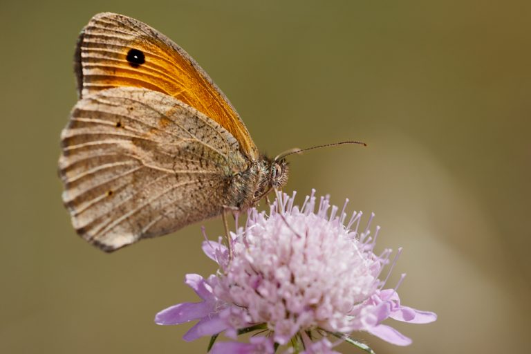 Maniola jurtina - Loba