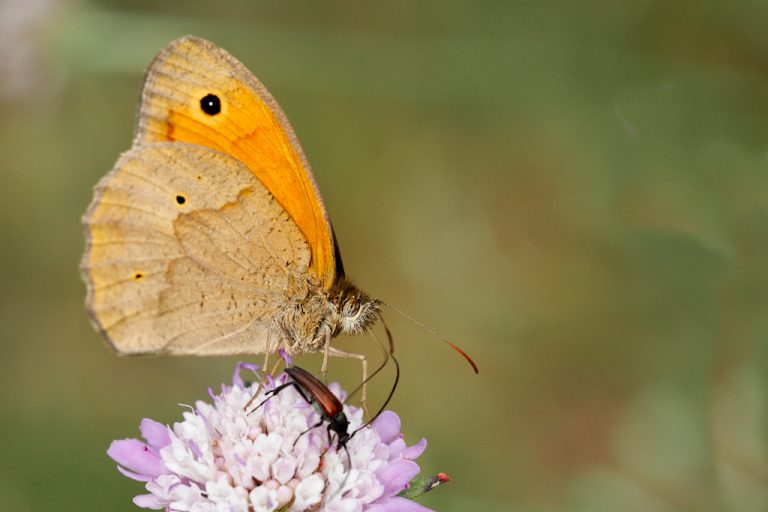 Maniola jurtina - Loba