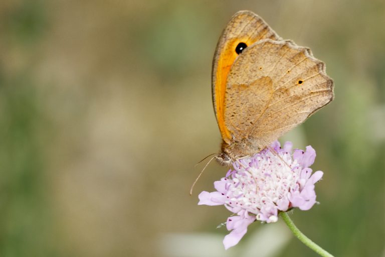 Maniola jurtina - Loba