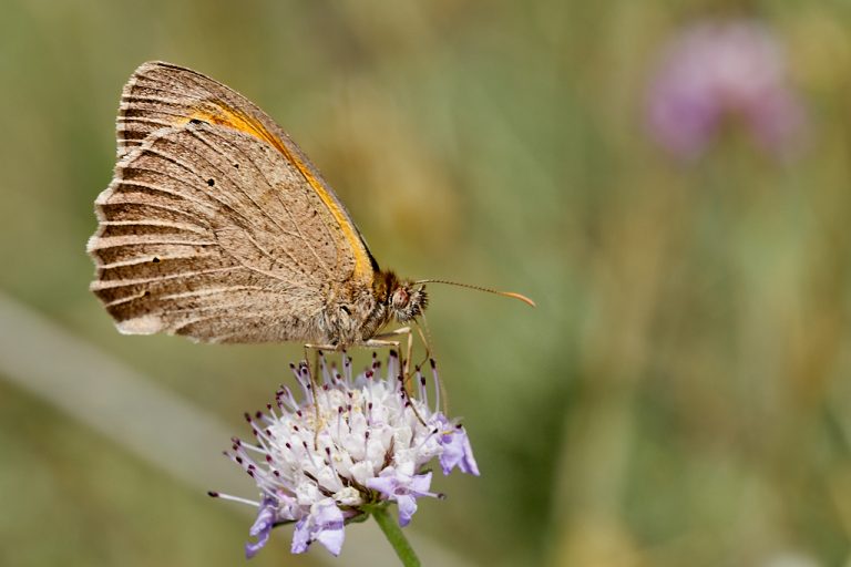 Maniola jurtina - Loba