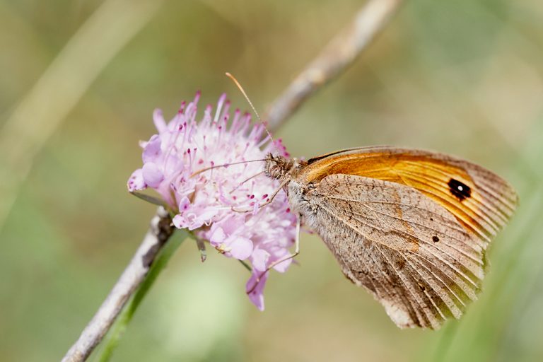 Maniola jurtina - Loba