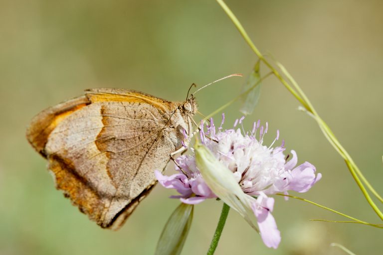 Maniola jurtina - Loba