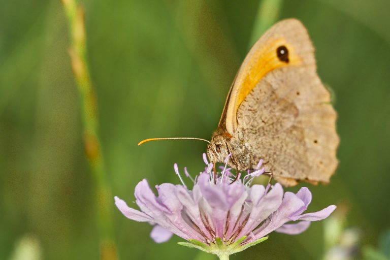 Maniola jurtina - Loba