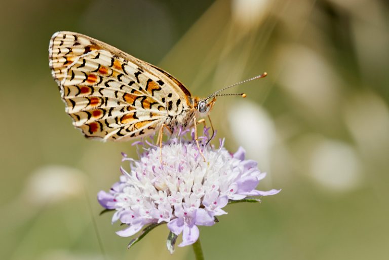 Melitaea phoebe - Doncella mayor