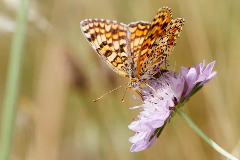 Melitaea phoebe - Doncella mayor