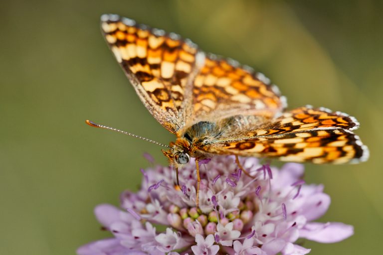 Melitaea phoebe - Doncella mayor