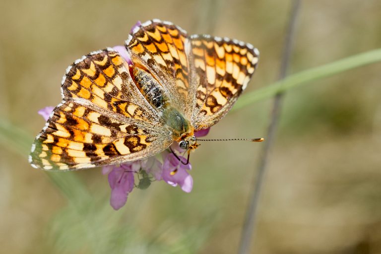 Melitaea phoebe - Doncella mayor