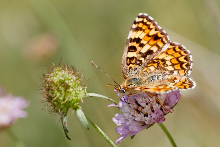 Melitaea phoebe - Doncella mayor