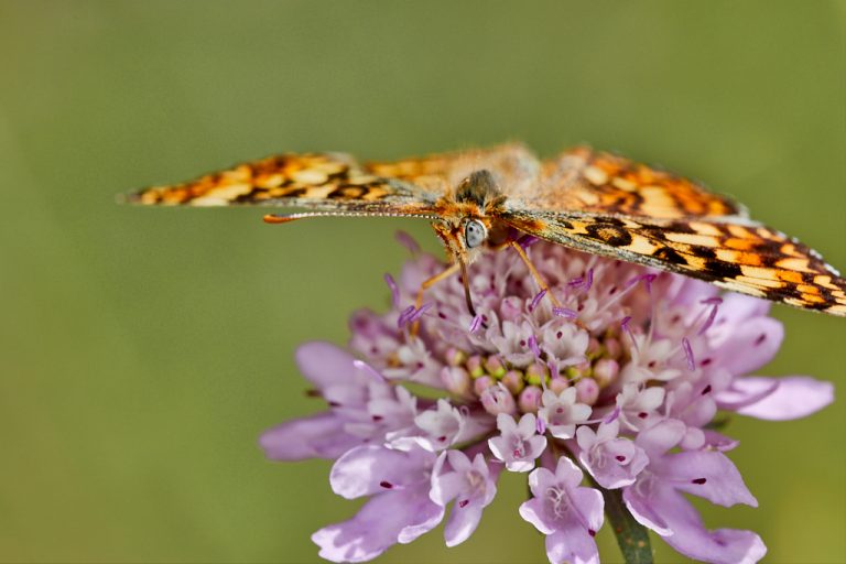 Melitaea phoebe - Doncella mayor