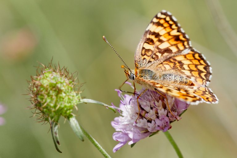 Melitaea phoebe - Doncella mayor