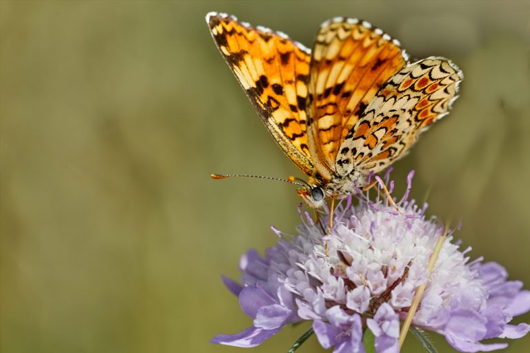 Melitaea phoebe - Doncella mayor