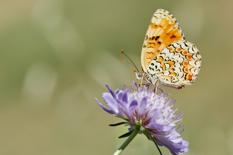 Melitaea phoebe - Doncella mayor