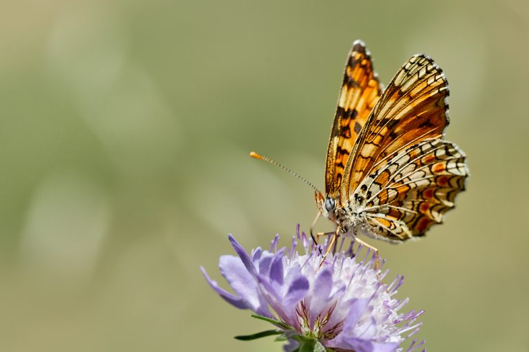 Melitaea phoebe - Doncella mayor