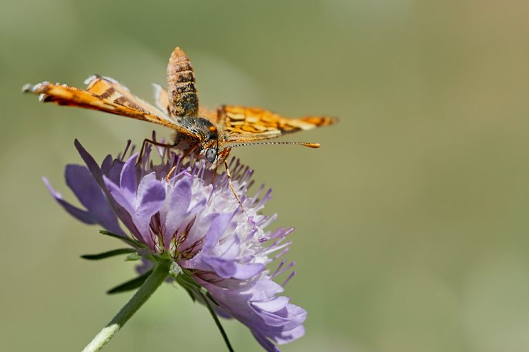 Melitaea phoebe - Doncella mayor