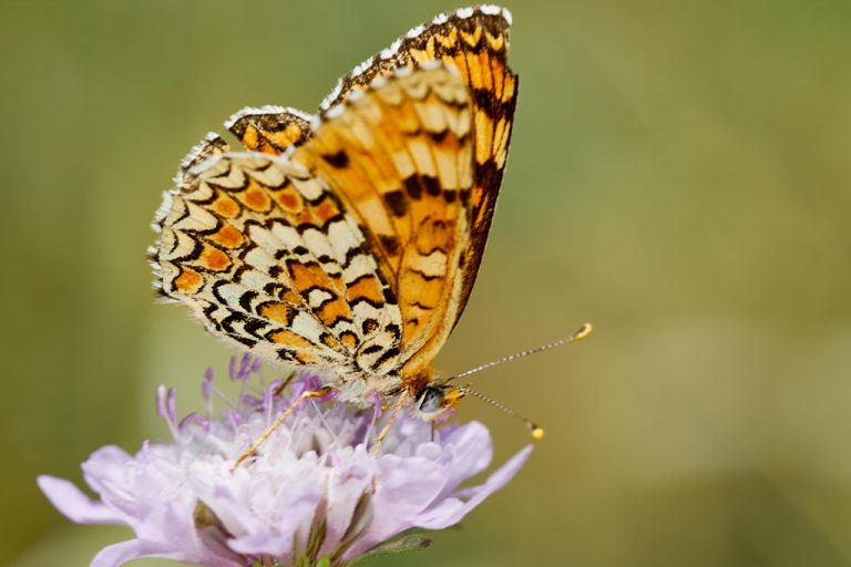 Melitaea phoebe - Doncella mayor