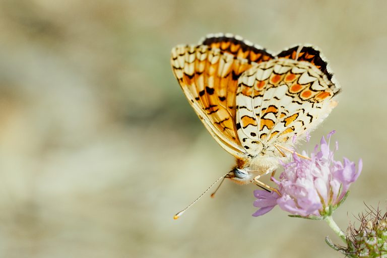 Melitaea phoebe - Doncella mayor