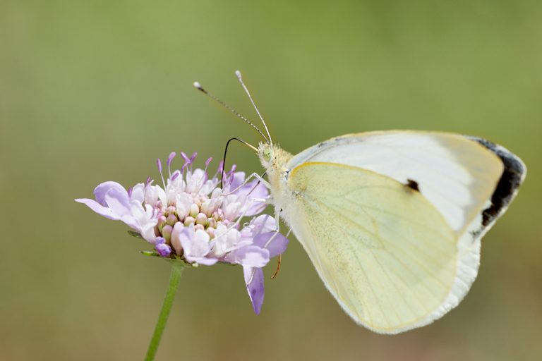 Pieris brassicae - Mariposa de la col