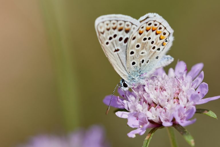 Polyommatus escheri - Azul de Escher