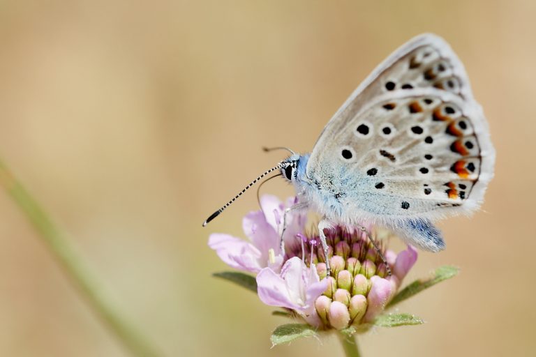 Polyommatus escheri - Azul de Escher