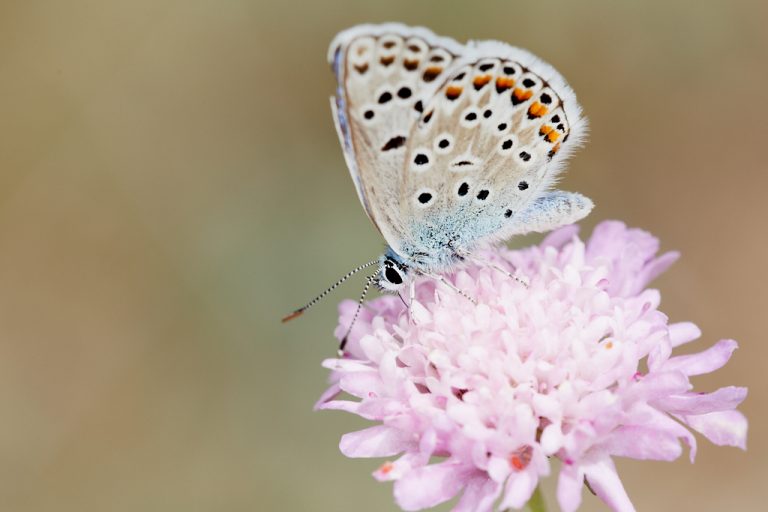 Polyommatus escheri - Azul de Escher