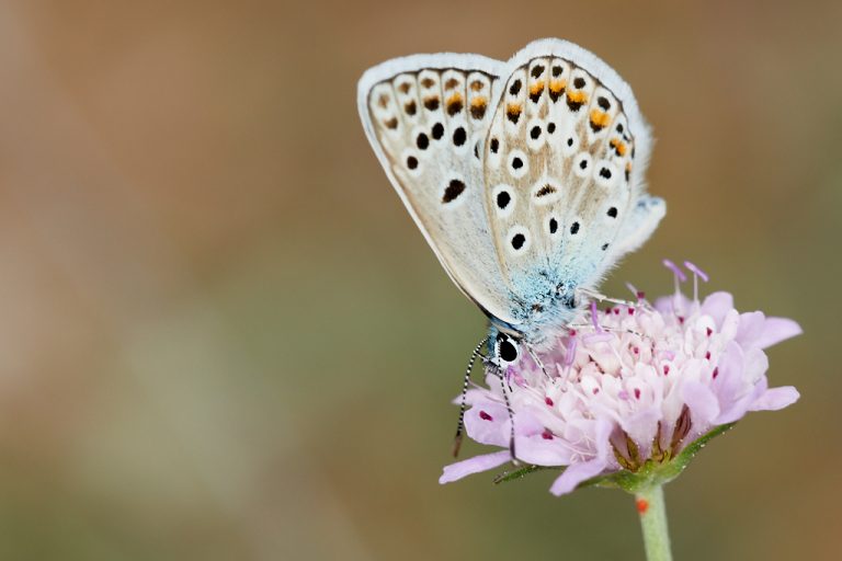 Polyommatus escheri - Azul de Escher