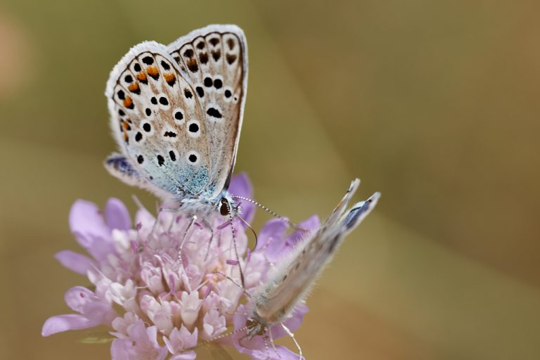 Polyommatus escheri - Azul de Escher