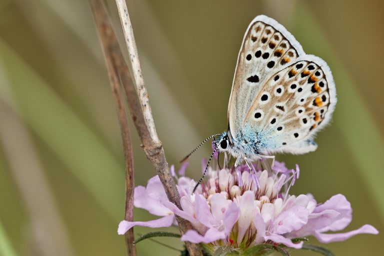 Polyommatus escheri - Azul de Escher