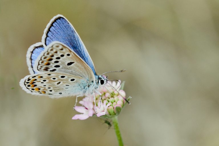 Polyommatus escheri - Azul de Escher