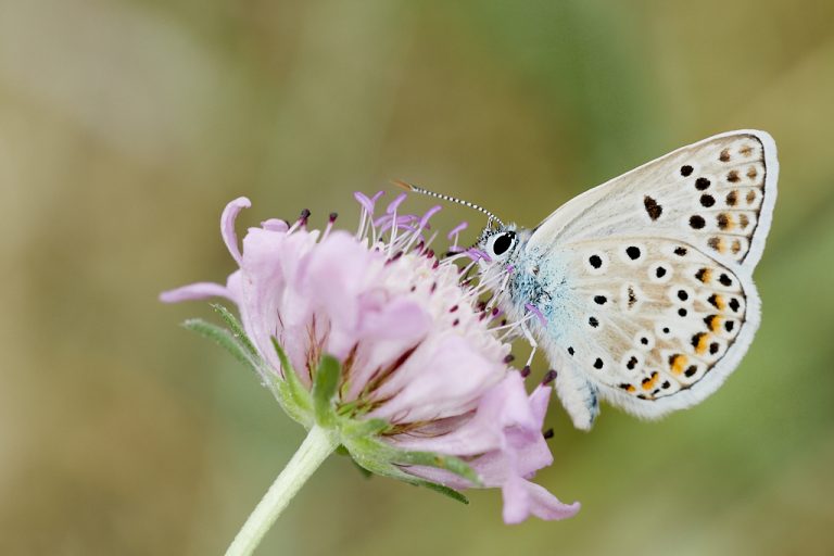 Polyommatus escheri - Azul de Escher