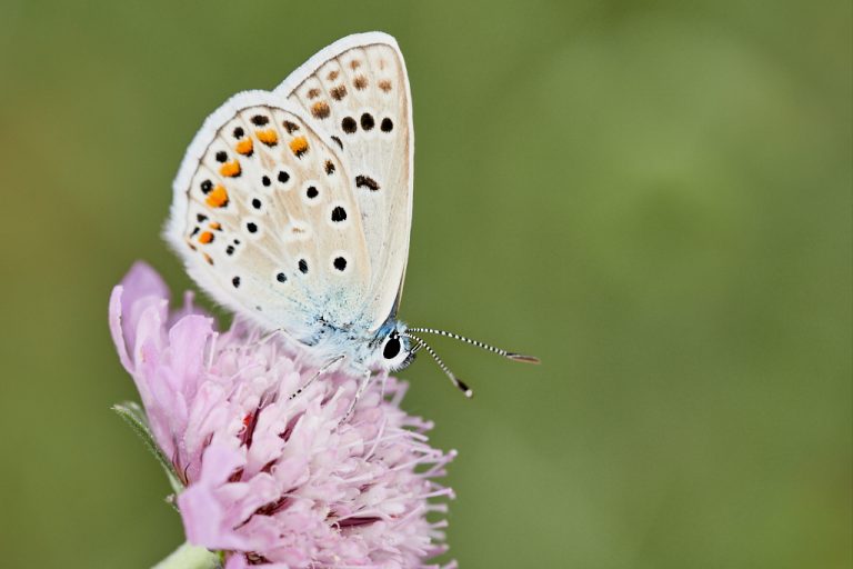 Polyommatus escheri - Azul de Escher