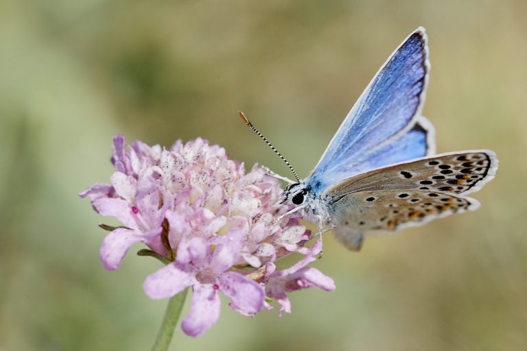 Polyommatus escheri - Azul de Escher