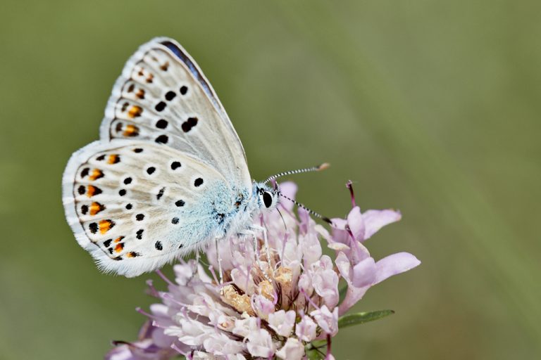 Polyommatus escheri - Azul de Escher