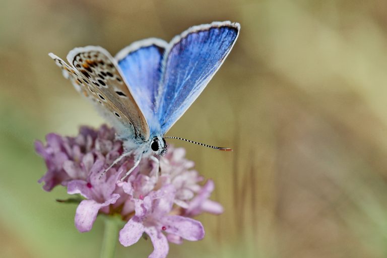 Polyommatus escheri - Azul de Escher