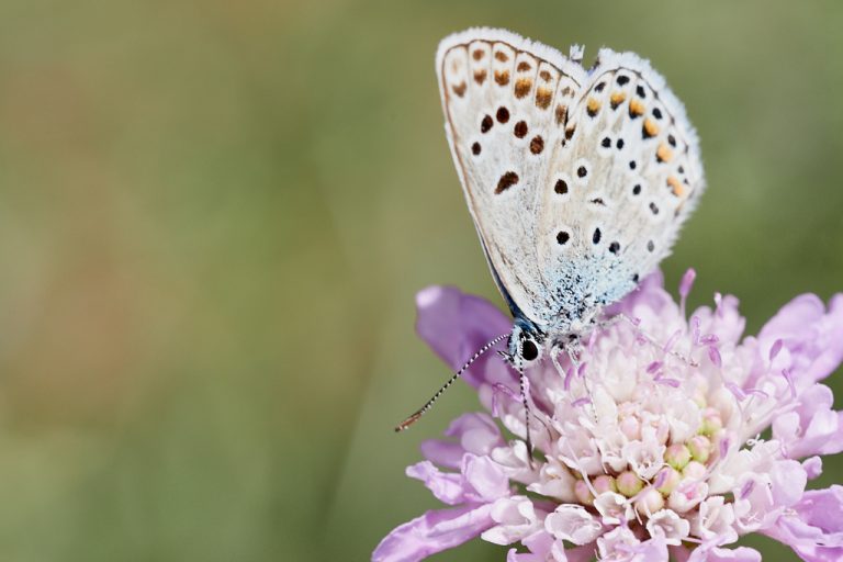 Polyommatus escheri - Azul de Escher